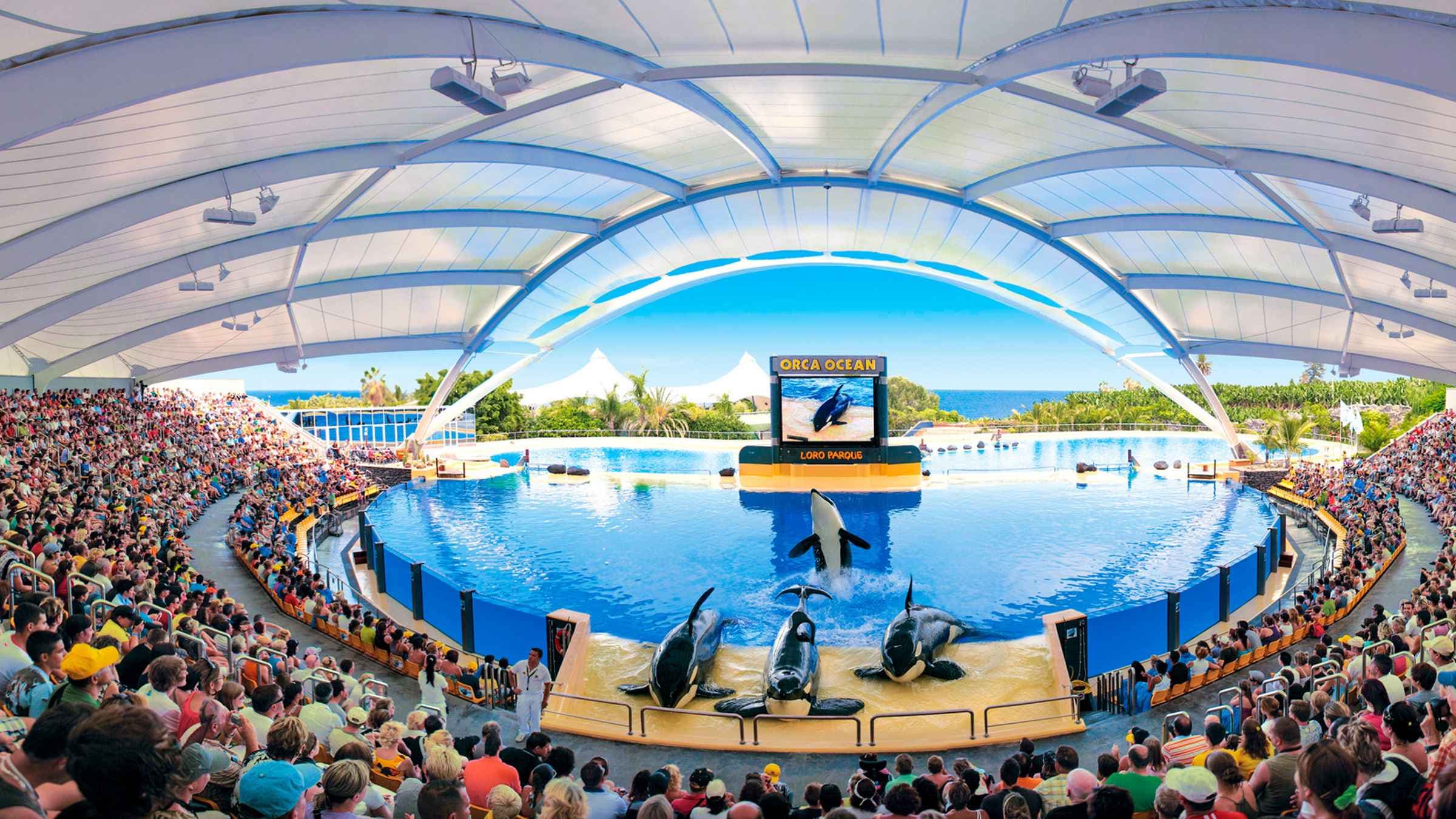 Loro Parque - The Ultimate Wildlife Adventure in Tenerife