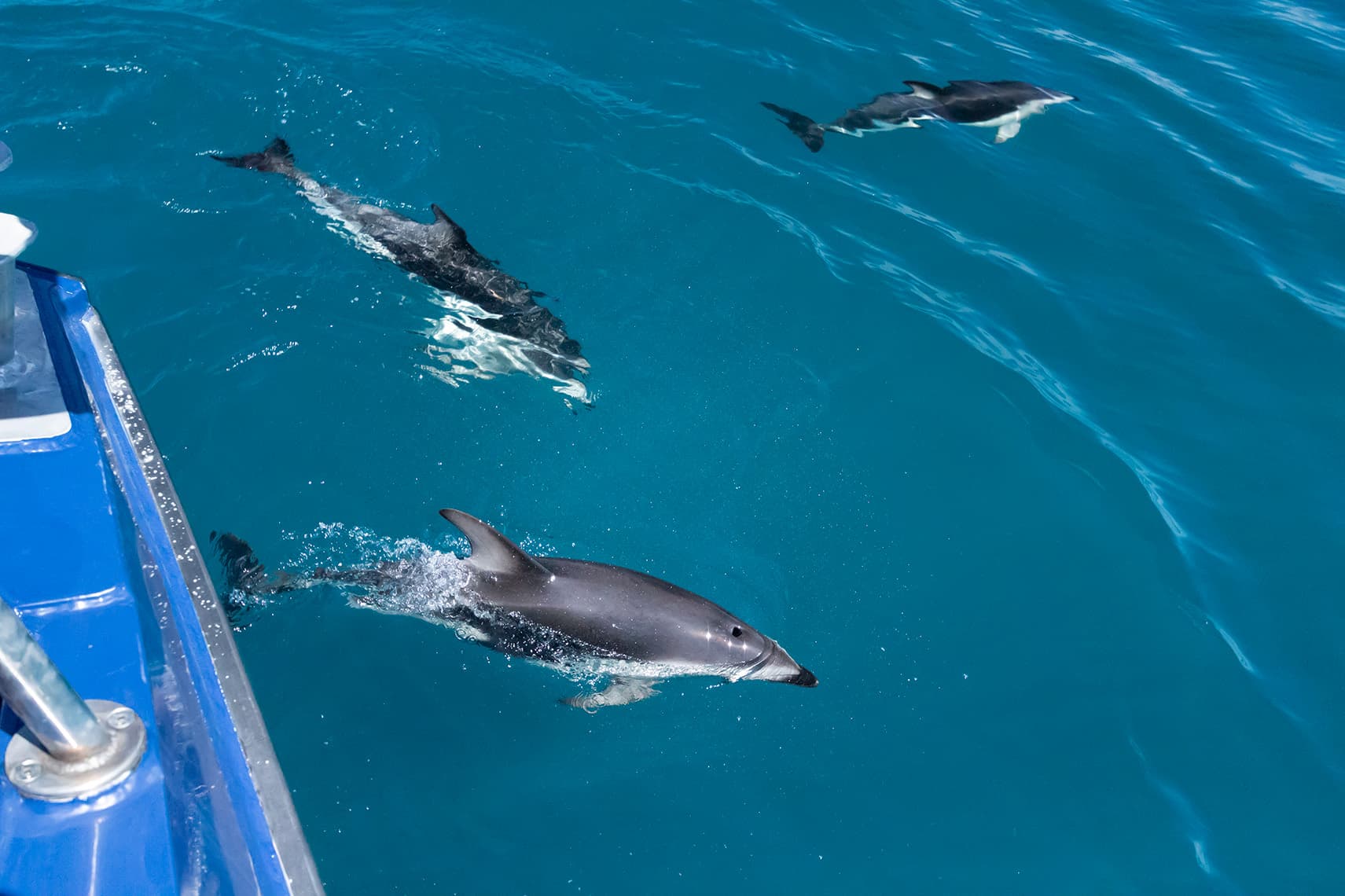 Tenerife: Big Catamaran Trip - Whale and Dolphin Watching 