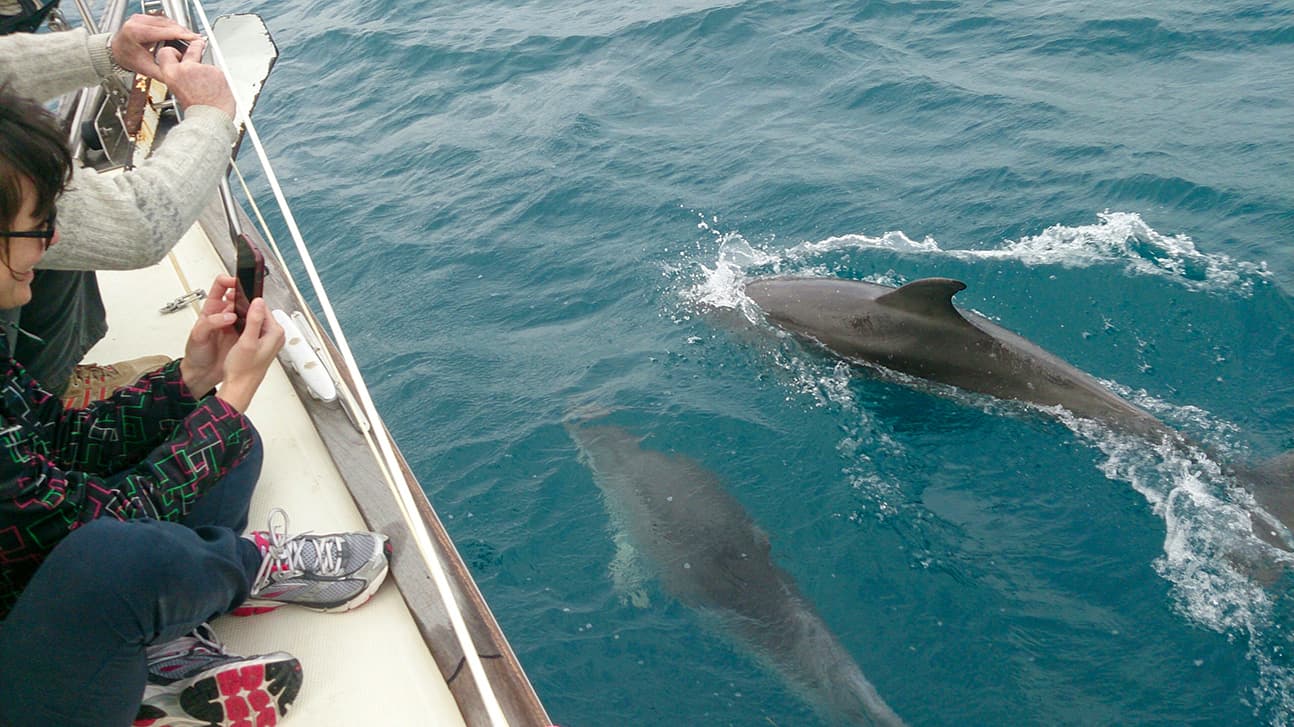 Tenerife: Sailing Boat Trip - Whale and Dolphin Watching 